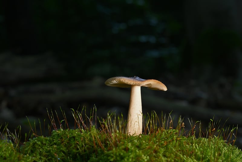 Nature Walks